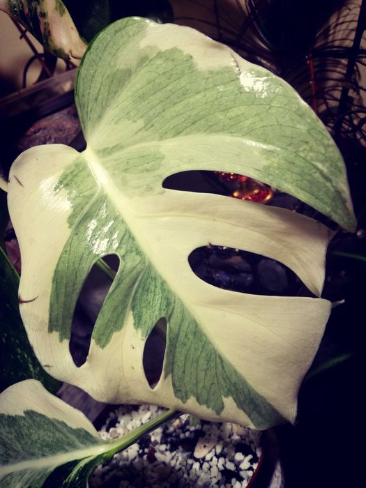 Monstera LAVA GHOST Variegata UNIKAT philodendron filodendron