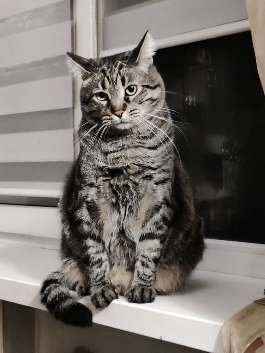 Шукаємо котика, загубився котик