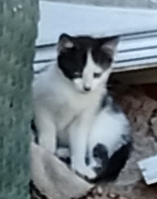 Котики в добрі руки
