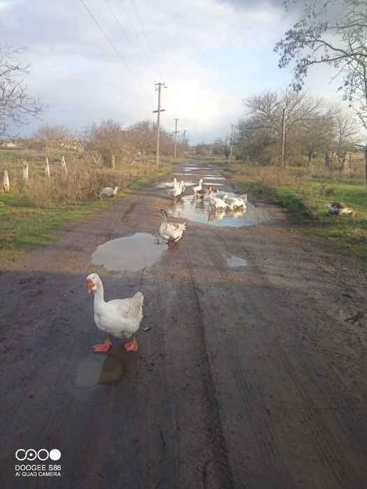 Продам гусей Холмогори