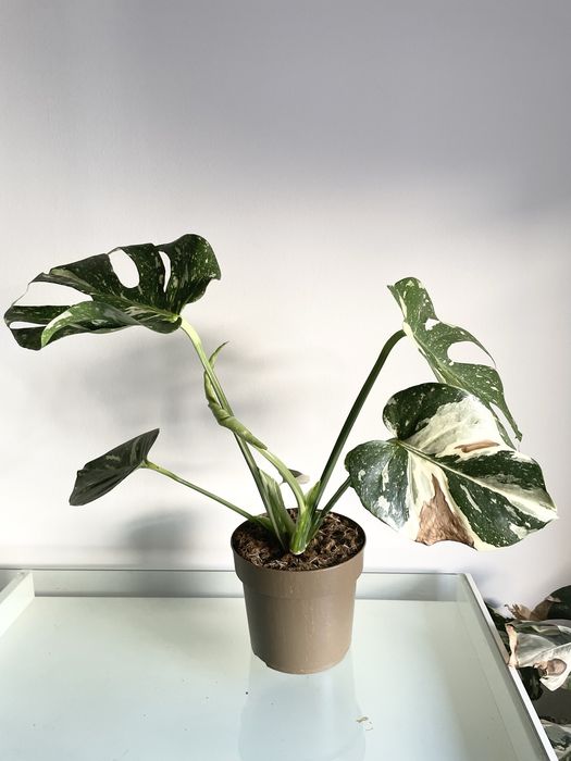 Monstera Thai Constelllation