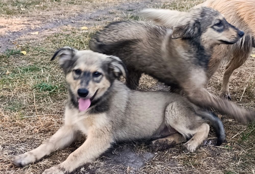 Цуценята , з більших