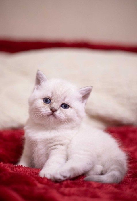 Продам шикарных котят