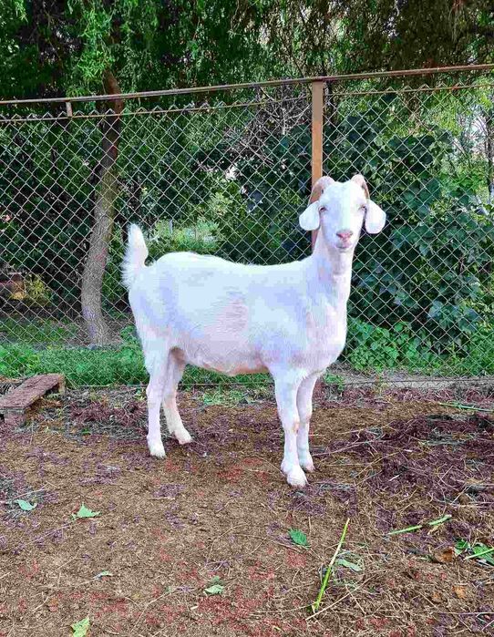 Кози англо нубійські