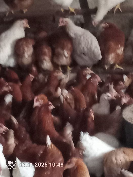 zapraszam po młode kurki