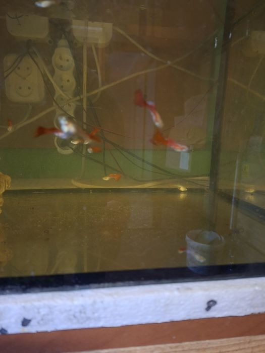 Gupik koi  samce i samce