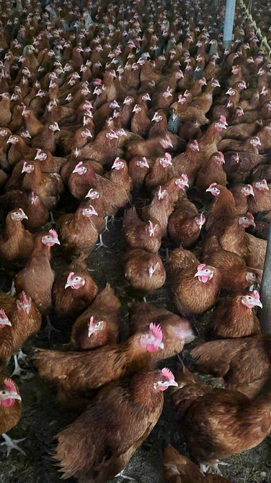 Kury nioski Rosa z wolnego wybiegu. Leghorn z jajkiem. Dowód Gratis.