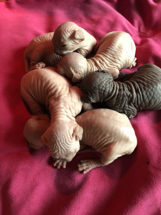 ℹ️ PO KASTRACJI ‼️ mega Kocio na juz!  • Sfinks & Sphynx. W-wa / Śląsk