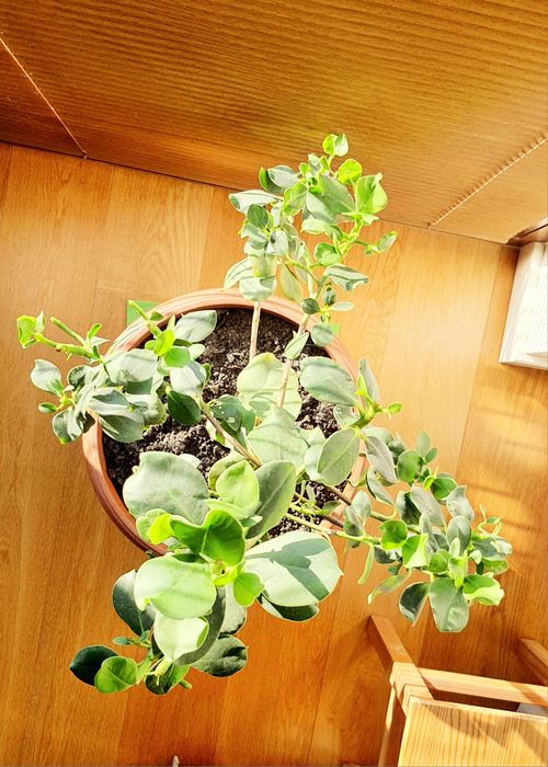 Kwiatek Kluzja roślina Clusia Rosea  Princess  - piękna zdrowa tanio!