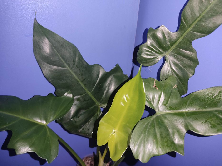 Калатея , монстера альба, строманта, аглонема