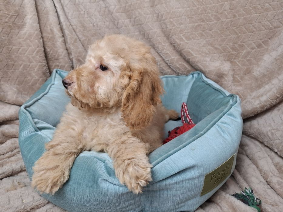 pudel miniaturowy piesek