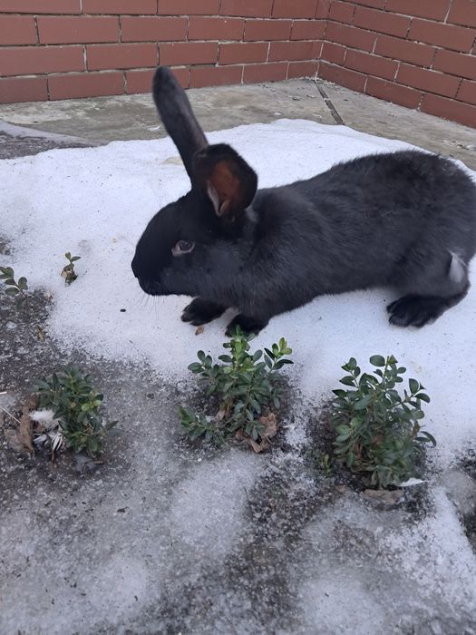 Чистокровні.строкачі