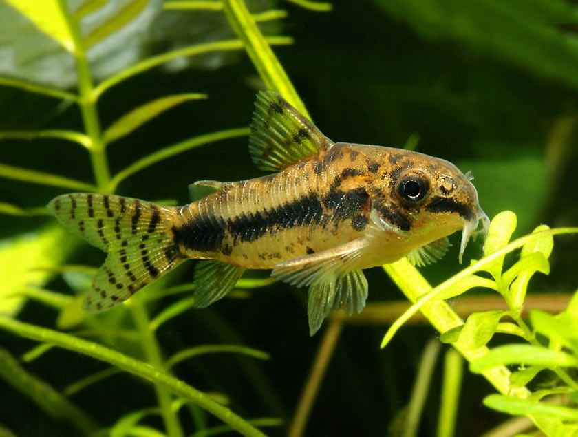 Kirysek Malutki (corydoras habrosus) MASSON
