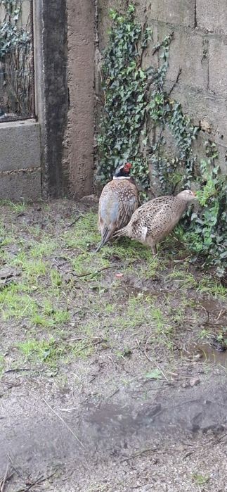 Faisões  para saida