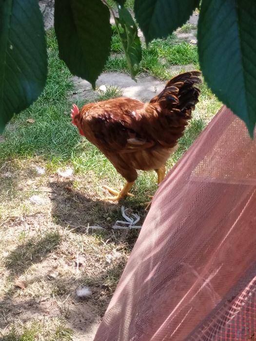 Witam na sprzedaż młodego koguta
