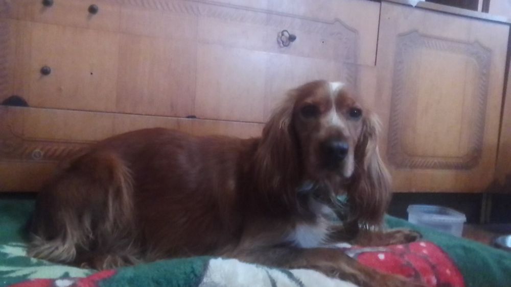 Продам собаку англійський кокер спанієль хлопчик