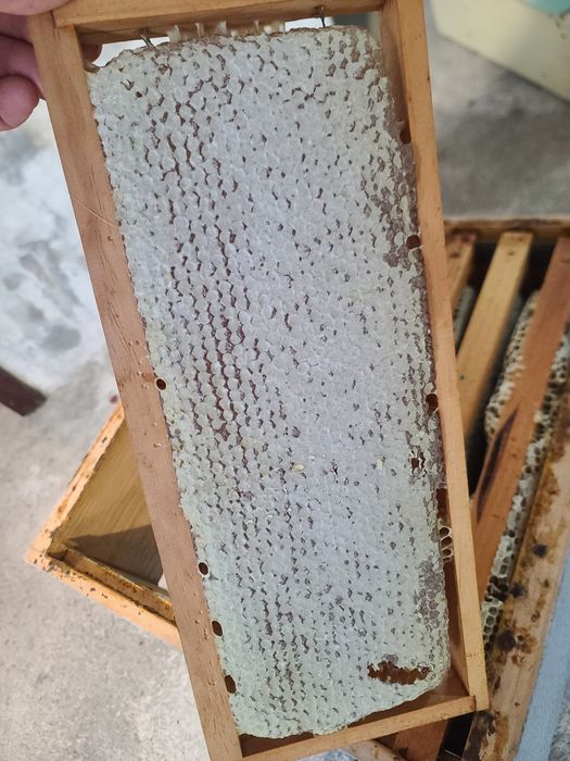 Mel Caseiro Eucalipto