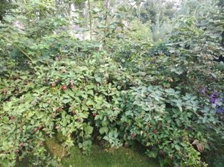 Sadzonki Malina CZARNA bardzo aromatyczna