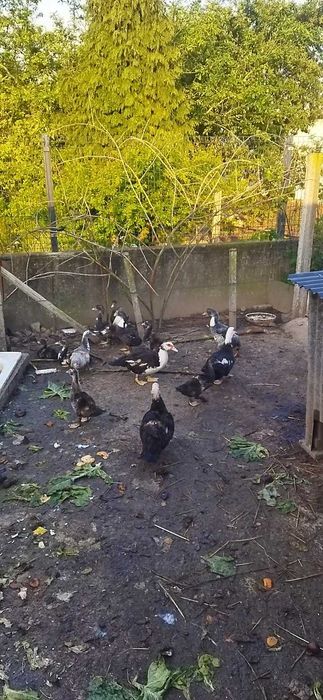 Vendo patos  Toulouse patos de carne ninhada a sair  daqui um mês