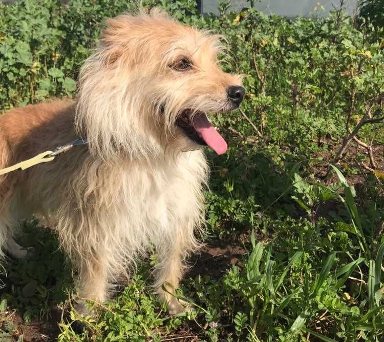 Nina - cadela pequena para adoção