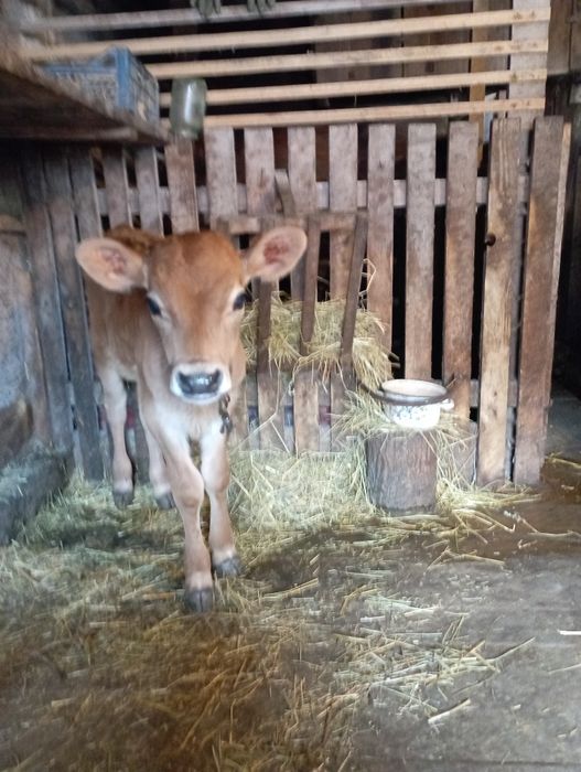 Чистокровний бичок джирсей 1.5місяця