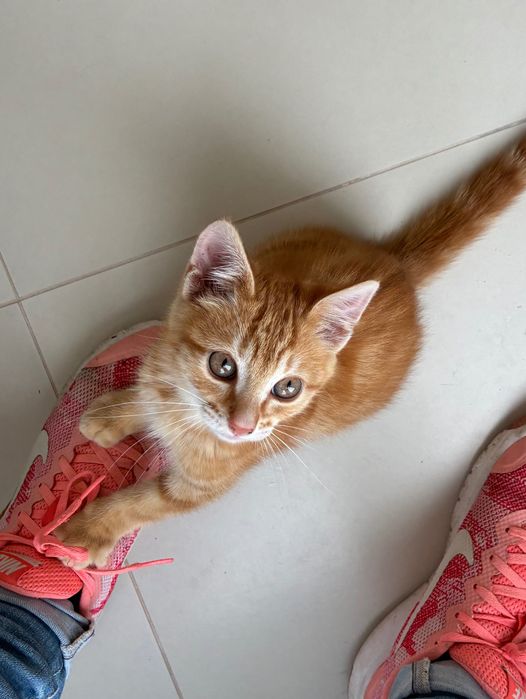 Gatinho macho laranja 2 meses