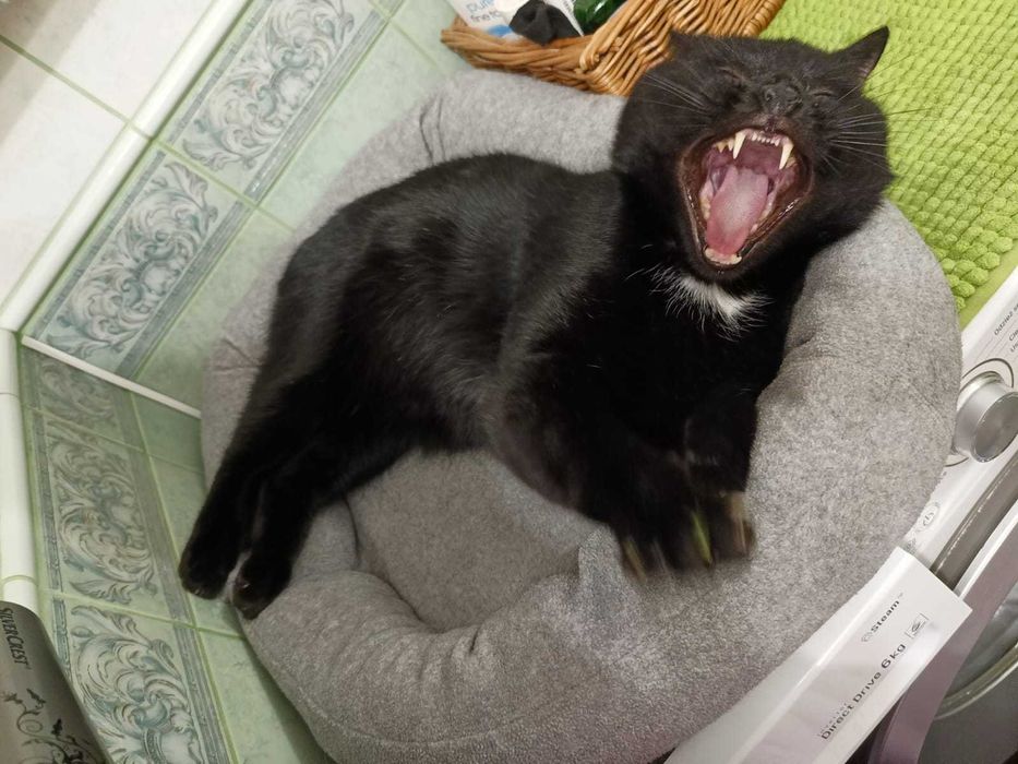 < 3  Gucio – kot, który patrzy w serce  < 3