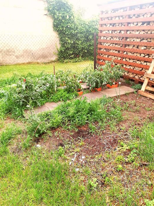 Wynajmę dom z działką w Płocku