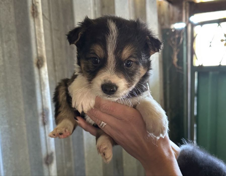 Безкоштовні собачки.