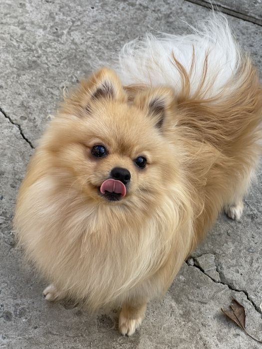 Шпиц ищет невесту