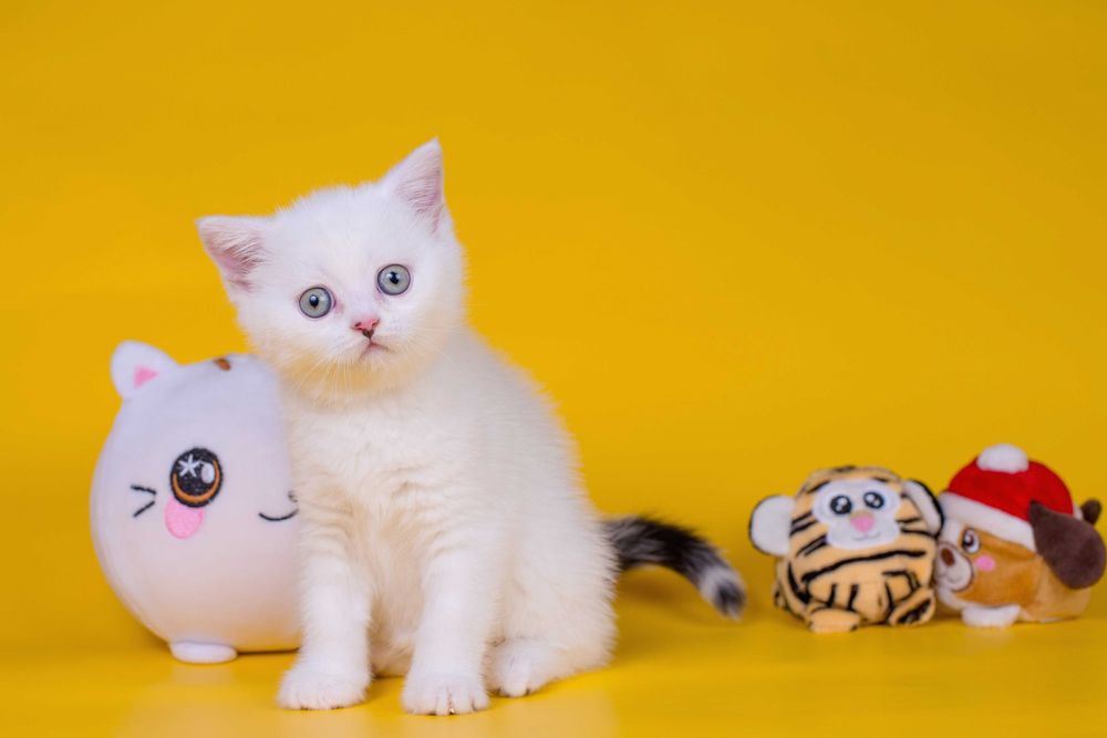 Плюшевий Шотландський хлопчик Франклін