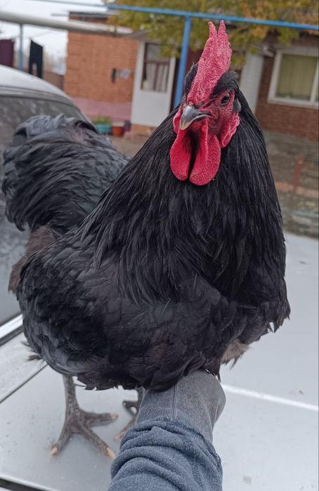 Джерсійський гігант, інкубаційне яйце