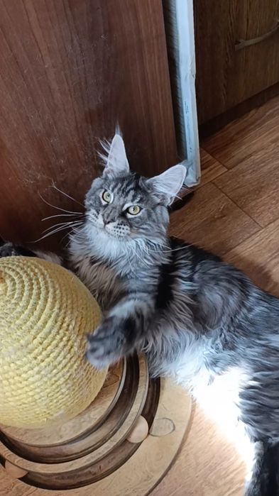 Котик породы Мейн Кун