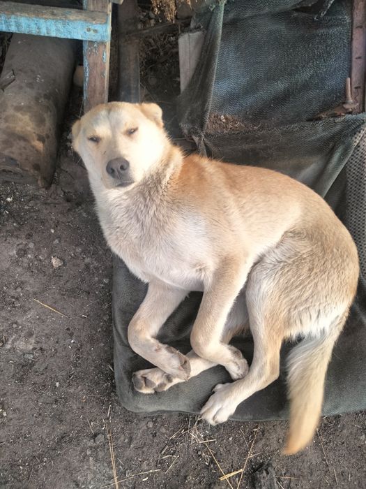 Собачий корм,корм для собак