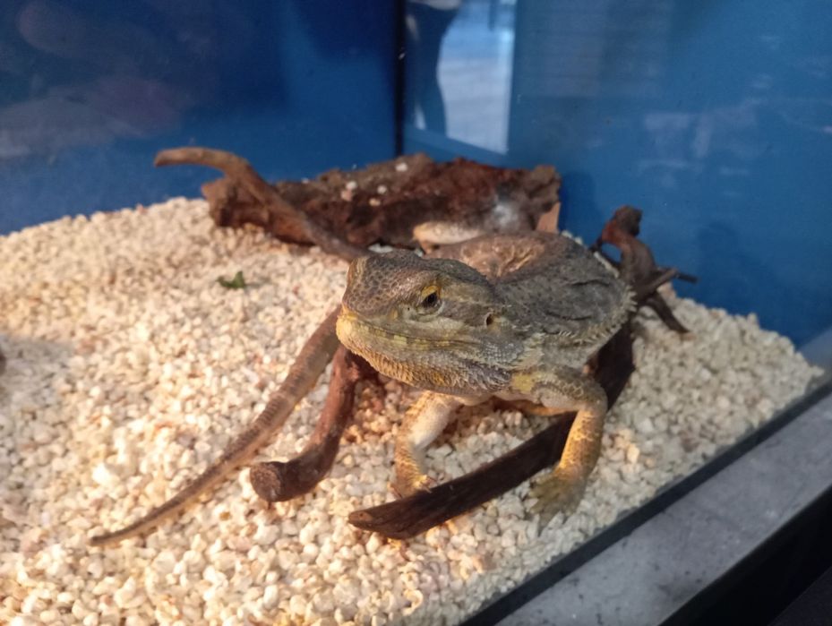 Dorosla Agama Brodata sklep pawik