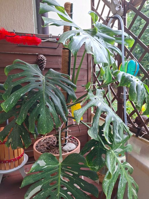 Ogromna monstera Thai constellation