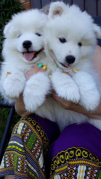 Samoyed śliczna suczka