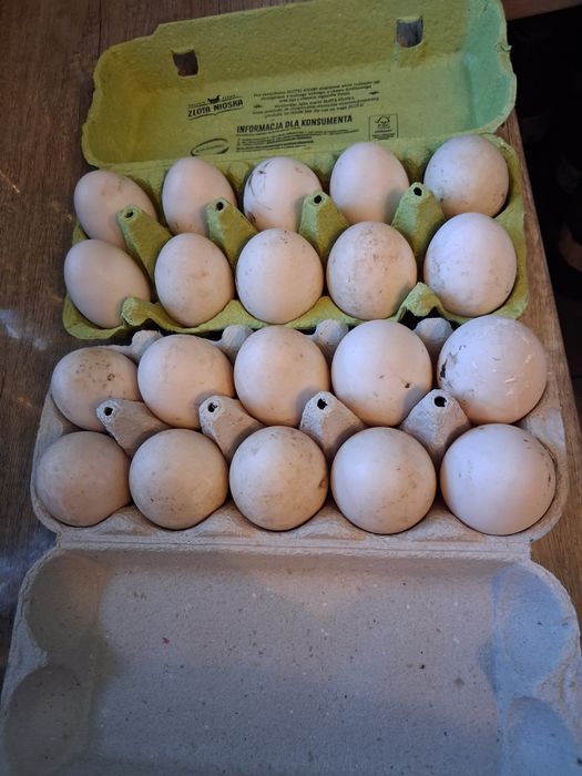 Jajka Kaczek biegusek swieże
