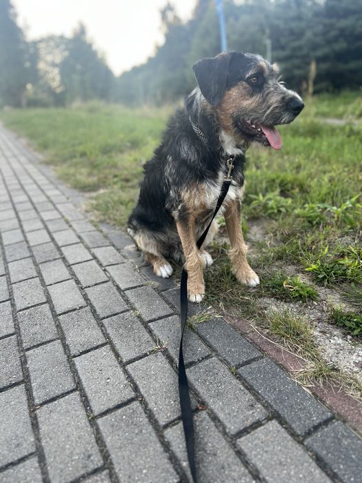 Wyjątkowy piesek Uszek szuka domku