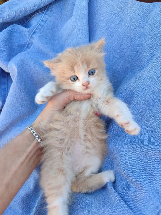 Котёнок британский длинношерстный