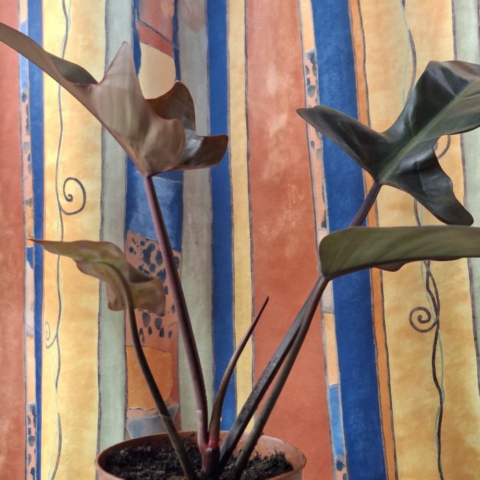 Sprzedam Philodendron Florida Bronze