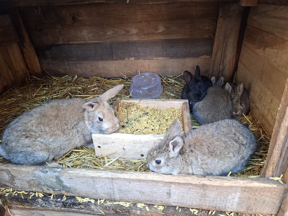 Sprzedam młode króliki mieszańce młodzież