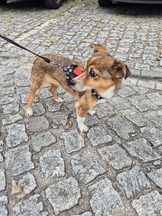 Cadela para adoção responsável — dócil e meiga (Guimarães/Braga/Amares)