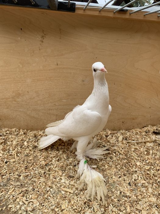 Samica bociana niemieckiego 25r