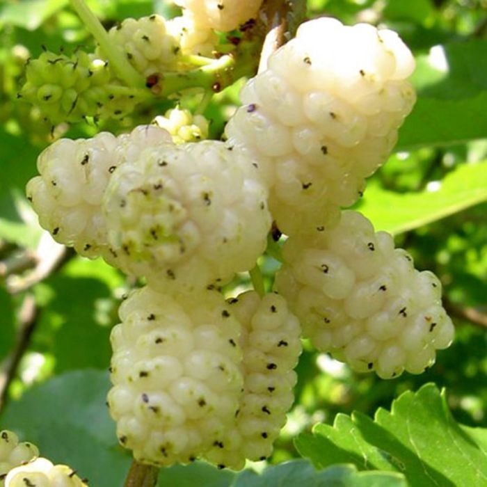 Саджанці шовковиці (сіянці) Роздріб-ОПТ/Саженцы шелковицы (сеянцы) ОПТ