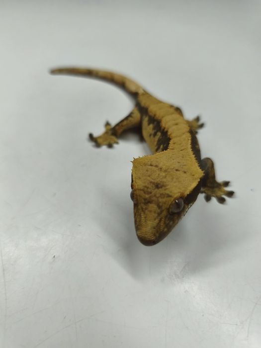 Gekon orzęsiony samiec