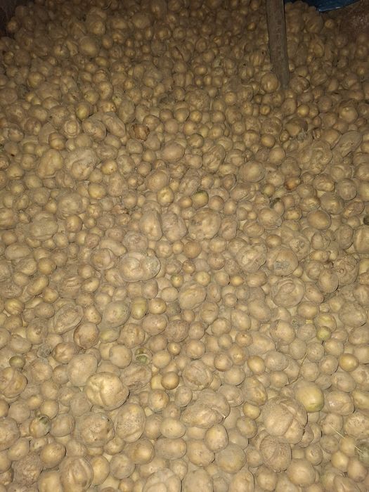 Ziemniaki drobne Vineta