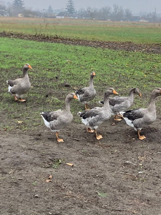 Гуска та гусак сімʼя на племʼя порода українська велика сіра