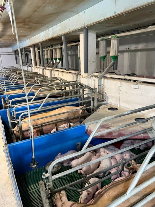 Продаж Діючої Свиноферми!