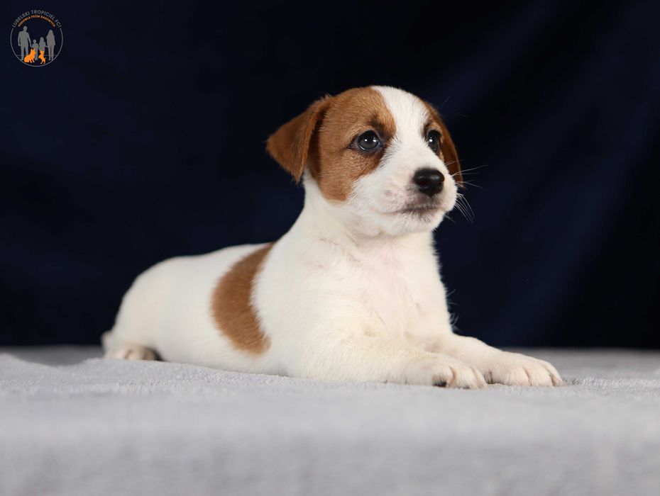 Jack Russell Terrier ZKwP FCI piękny piesek k.włos